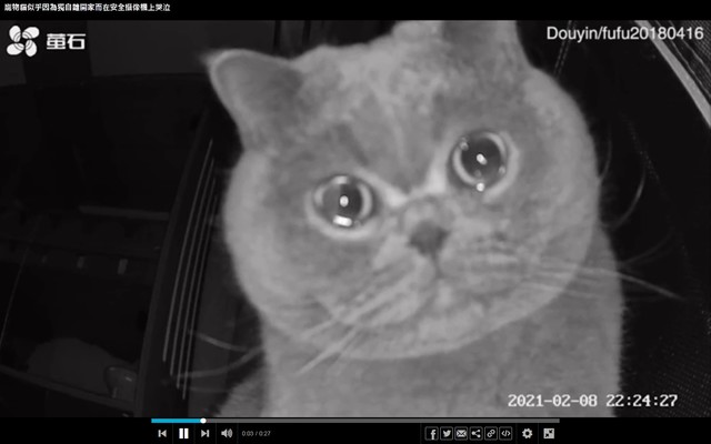 主人返鄉好孤單！ 「留守貓」淚眼汪汪盯鏡頭