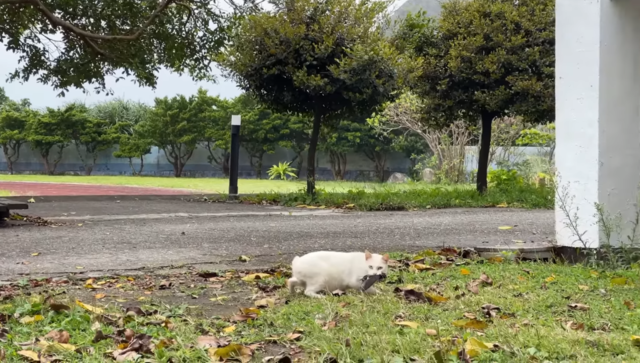 【影】延後開學「校貓等無飯」只能自理！過程曝光超驚人