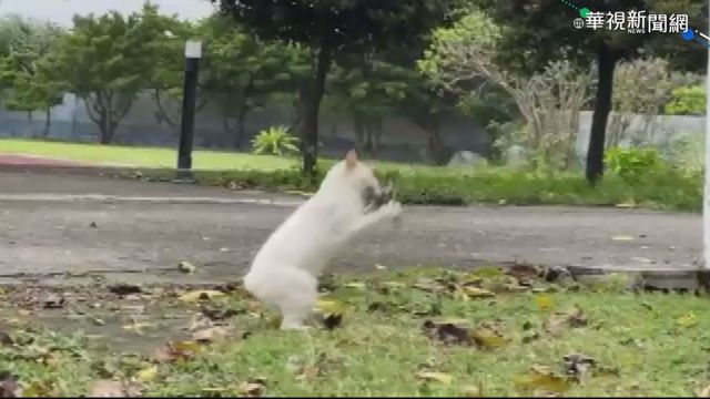 輕功｢飛天貓｣好身手! 凌空躍起撲飛燕