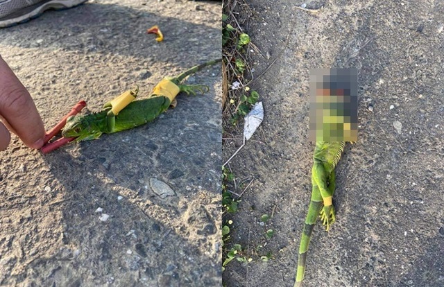 綠鬣蜥被「嘴塞鞭炮」活活炸死 千人怒轟：畜生