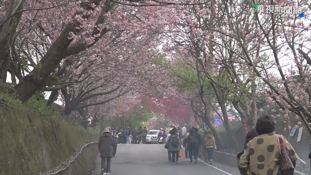 南投櫻花盛開爭艷 粉紅花海綴滿山頭