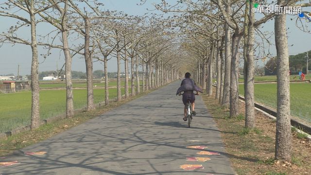 台南白河木棉花季登場 配合防疫禁飲食