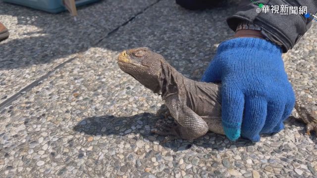 蘭嶼大翅鯨母子現身!居民:好兆頭