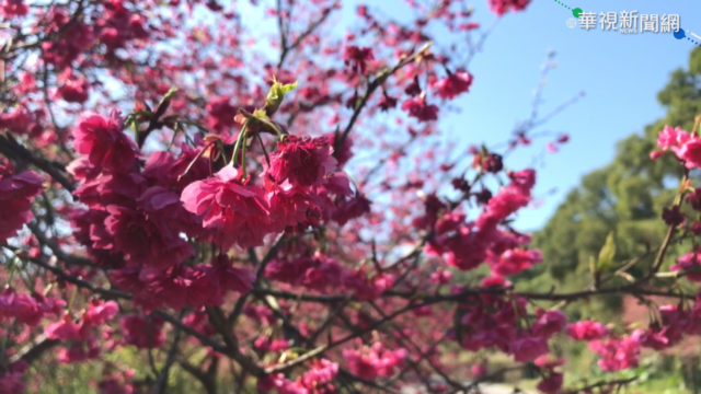 台七線｢櫻花公路｣沿途花海超浪漫
