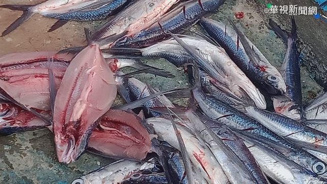 大翅鯨現蹤蘭嶼好兆頭 今年飛魚豐收