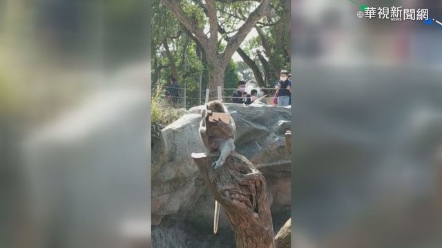 猴子當低頭族 撿民眾手機把玩成奇觀