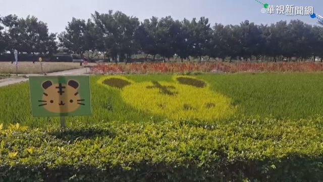 波斯菊花海.彩繪稻田 南州糖廠景點夯