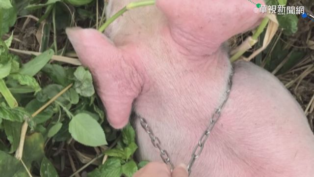 小豬趴趴走 派出所長赤腳圍捕上銬