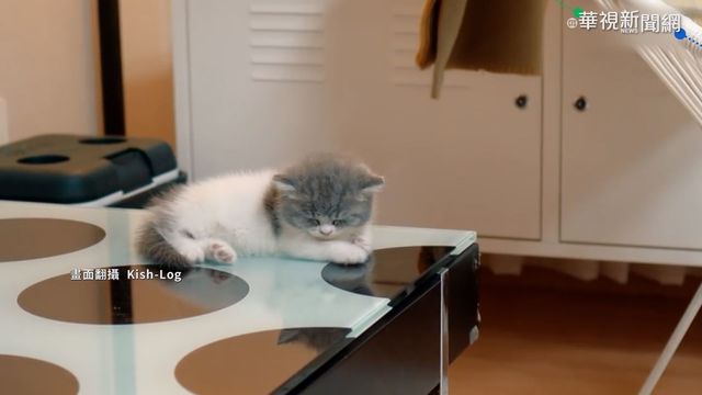 疫情肆虐宅在家 日韓吹起養寵物潮