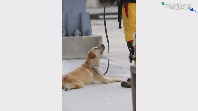 比特犬闖屋攻擊 退役搜救犬背傷40公分