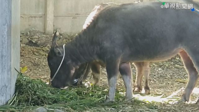 水牛三遷!陽明山水牛今移往花蓮安置