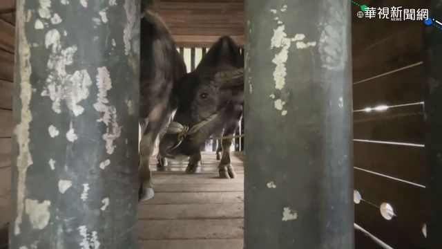無檢驗出傳染病 水牛母女落腳花蓮