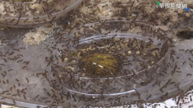 紅火蟻再現蹤! 生態｢滅蟻新法｣大解密