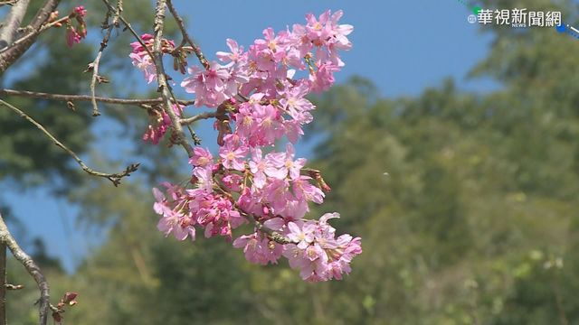 阿里山櫻花陸續綻放 連假賞花去!