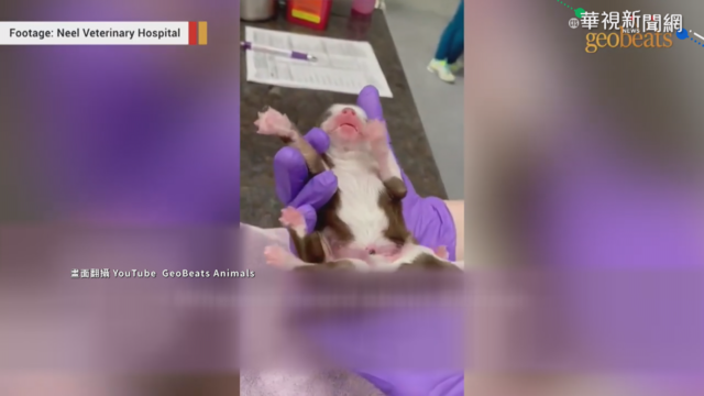 奇蹟!美國6腳狗 成功出生並存活