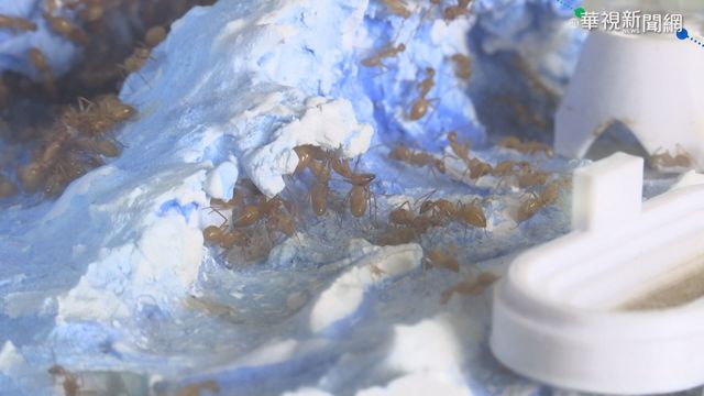 小小螞蟻種類上萬 生態鏈不可或缺