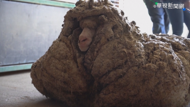 落跑綿羊流浪去 身上羊毛重達35公斤