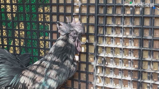 ｢藍寶堅尼雞｣1隻萬元 整籠遭浪浪咬死