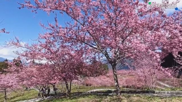 福壽山農場櫻花爭妍 遊客流連忘返