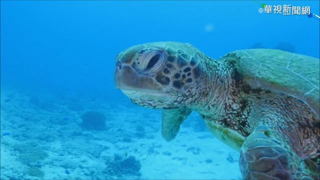 北海岸魚種消失中 15年少105種魚