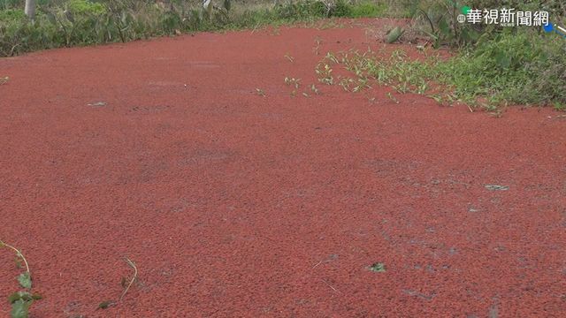 水田「滿江紅」水生蕨類染紅如畫美景