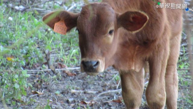 牛隻逛大街飼主首吃紅單 最重罰6萬