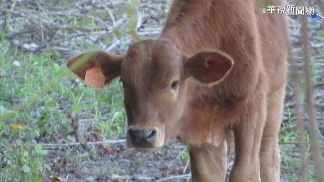 台東牛隻逛大街 飼主首吃紅單挨罰1萬