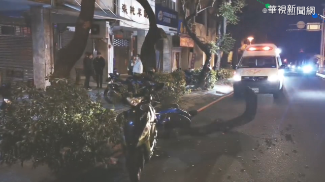 疑蟲蛀路樹斷裂擋路 害2騎士摔傷