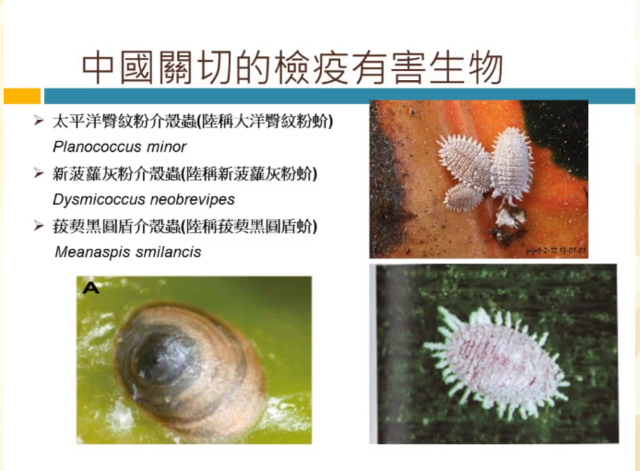 中國關切的檢疫有害生物。(農委會提供)