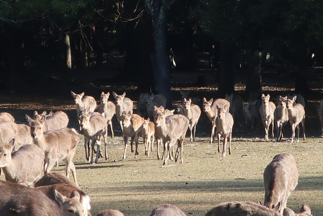 奈良鹿沒遊客餵！ 餓到追人啃衣服