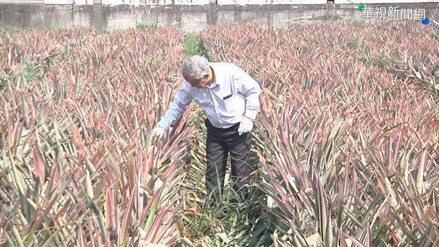 中國禁我外銷 鳳梨農憂國內供過於求
