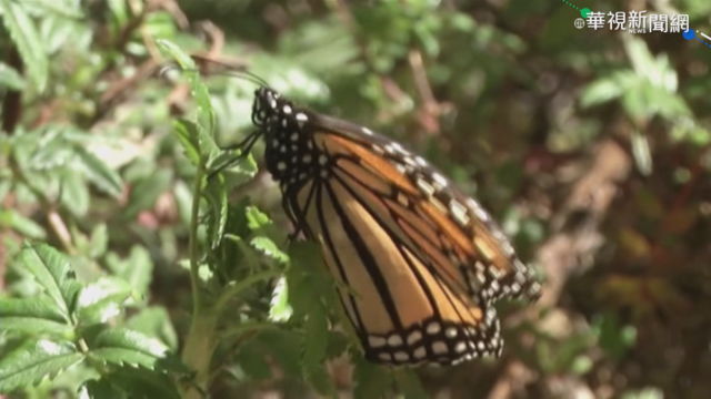 氣候變遷影響 帝王蝶飛墨國數量減26%