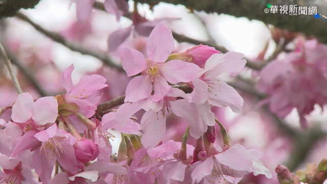 半天岩紫雲寺櫻花海 免費開放賞花