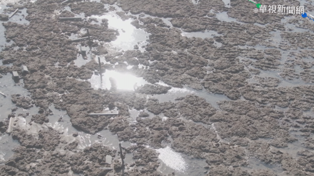 藻礁公投發酵引關注 連假衝刺拚達標