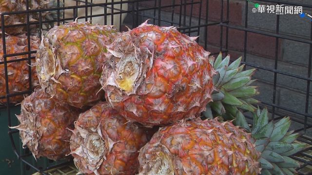 多種加工用｢土鳳梨｣ 南投鳳梨農衝擊小