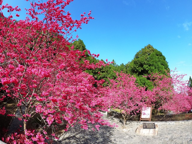 九族櫻花祭上午湧入1.5萬人！園方急宣布停止入場