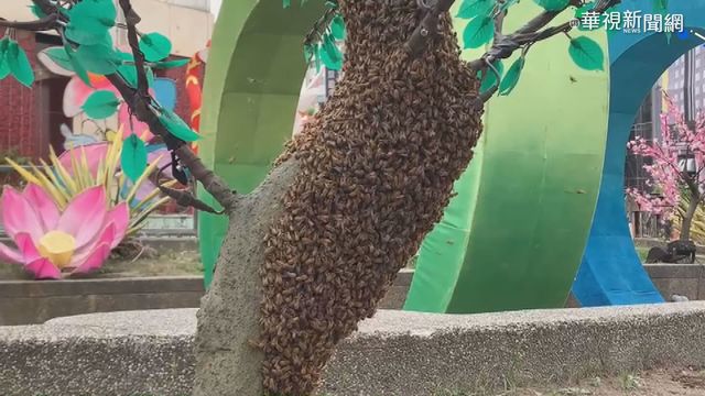 誤認成真花!上千蜂群｢霸占｣元宵花燈