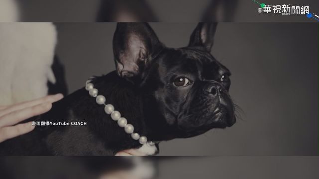 女神卡卡2愛犬找回! 劫後平安返家