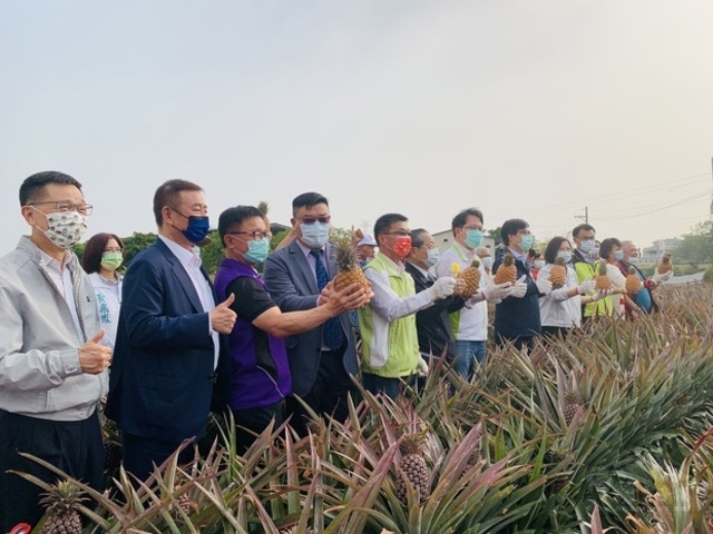 挺台灣鳳梨 僑委會：台商總會認購1萬公斤鳳梨