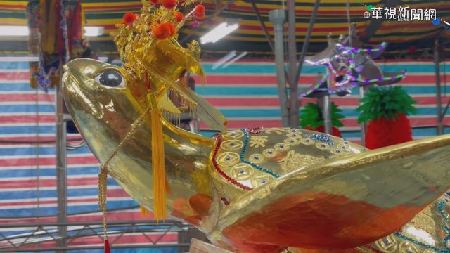 元宵乞龜 澎湖女婿9聖筊抱走390兩金龜