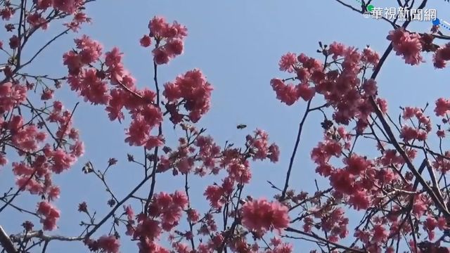 彰化虎山巖李花櫻花齊放 遊客搶拍照