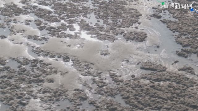 藻礁公投連署破門檻 拉高目標至45萬份