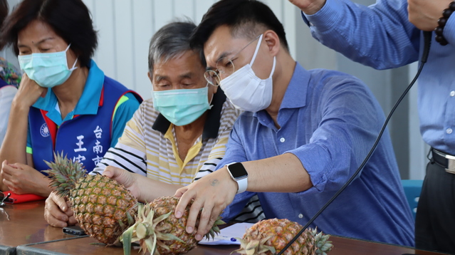 鳳梨被禁藍14縣市聯合行銷 江啟臣：幫農民度難關