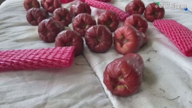 六龜蓮霧棄單滯銷 2貿易商來電搶購