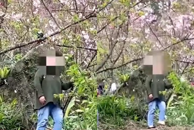 大媽為拍美照狂晃櫻花樹 眾怒：以為是搖錢樹？