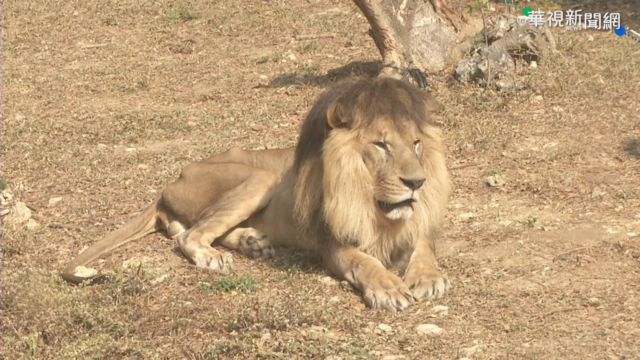 市府砸5億預算 升級｢壽山動物園｣2.0!