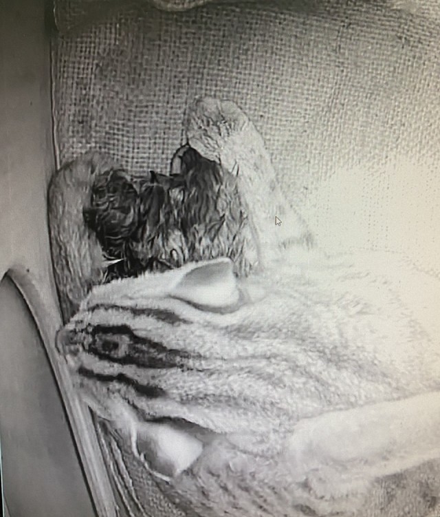 台北市立動物園昨日迎來3隻石虎寶寶。(台北市立動物園提供)