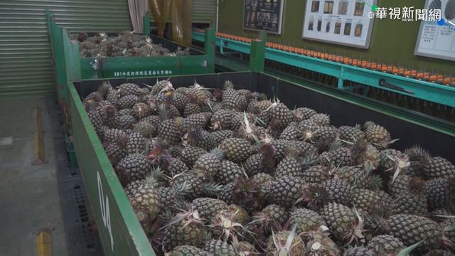 ｢台農發｣推鳳梨外銷 拚賣日逾5千公噸