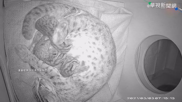 相隔20年! 台北動物園再迎石虎寶寶