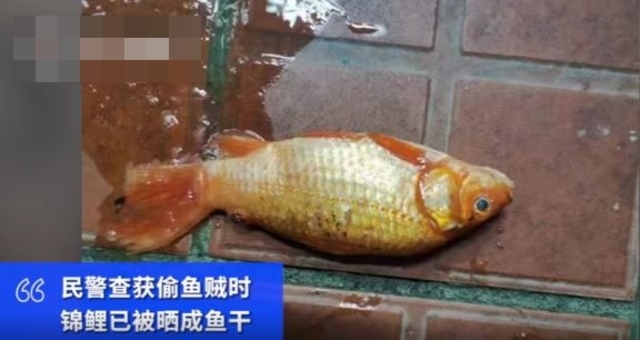 偷21萬錦鋰全曬成「魚乾」 賊：以為不值錢